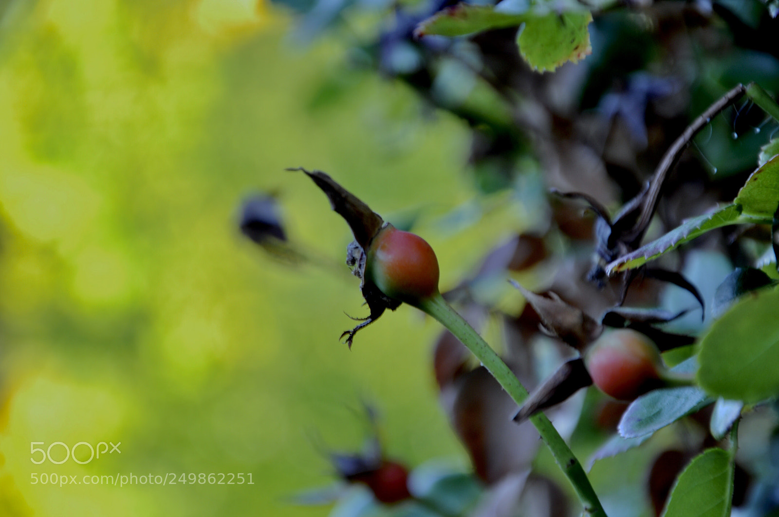 Nikon D90 sample photo. Little buds
 photography