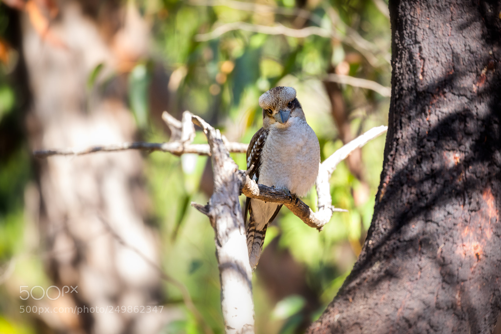 Canon EOS 5D Mark IV sample photo. Birds of the grampians photography