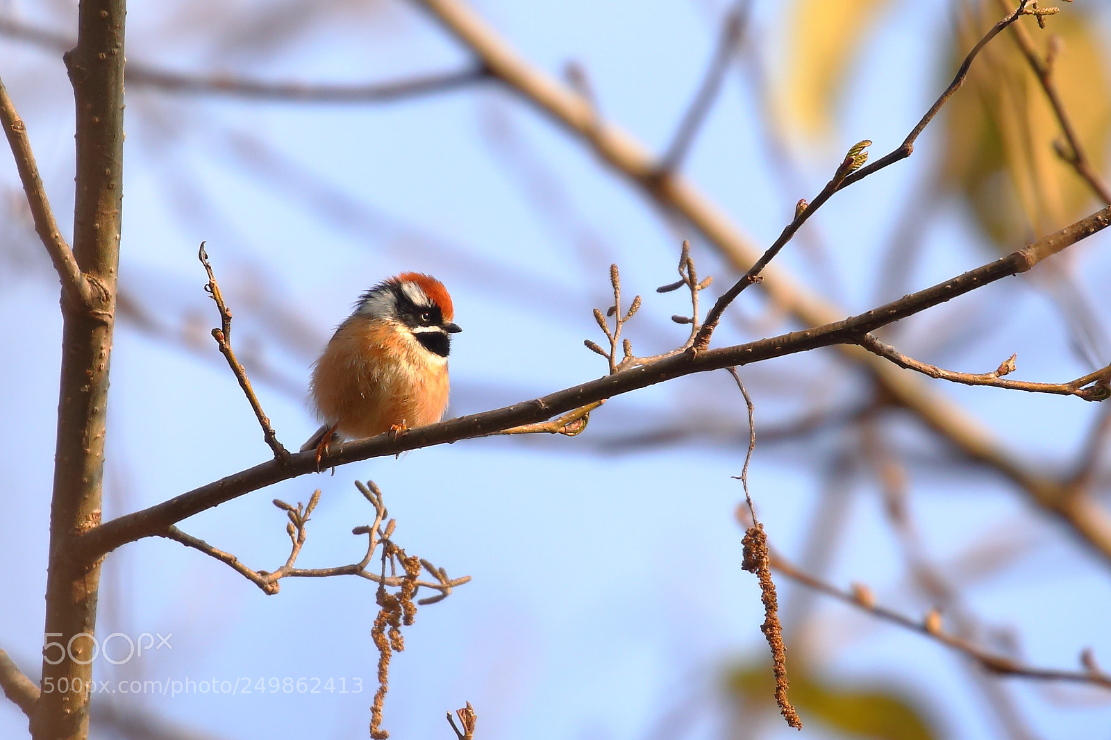 Canon EOS 5D Mark IV sample photo. Eaglenest bird sanctuary, india photography