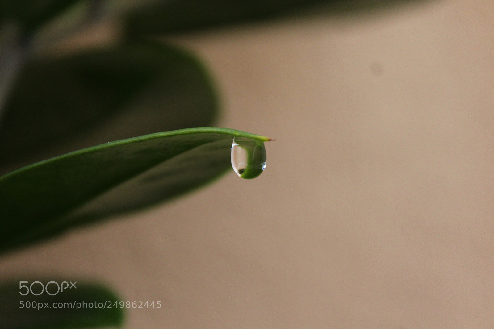Canon EOS 650D (EOS Rebel T4i / EOS Kiss X6i) sample photo. Morning dew photography