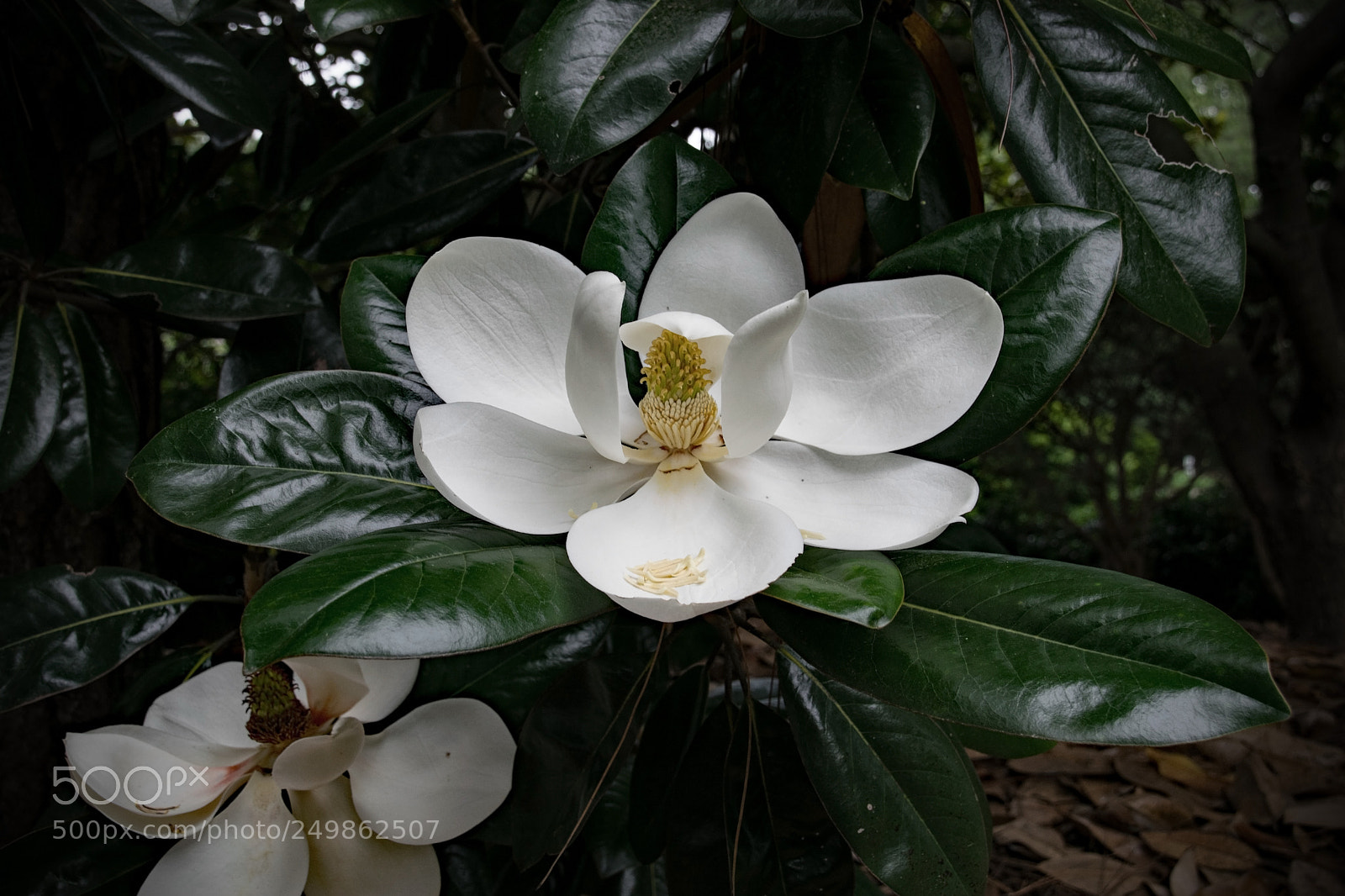 Nikon D5300 sample photo. Magnolia photography