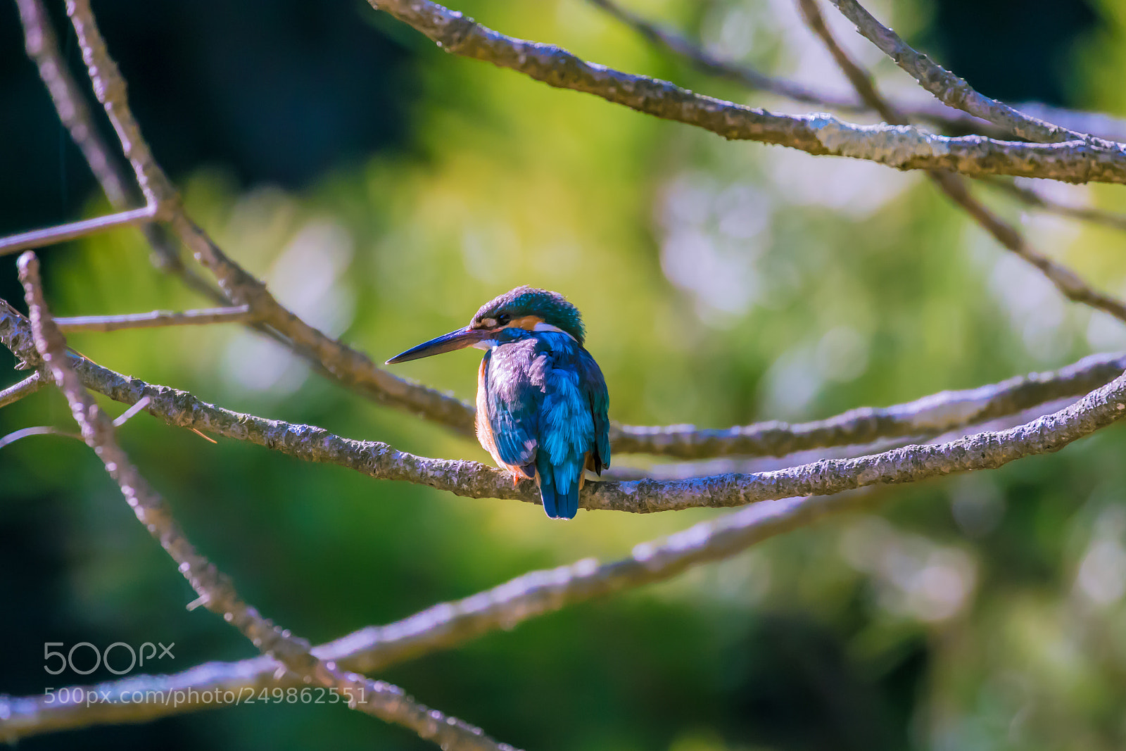Canon EOS 7D Mark II sample photo. Green & blue photography