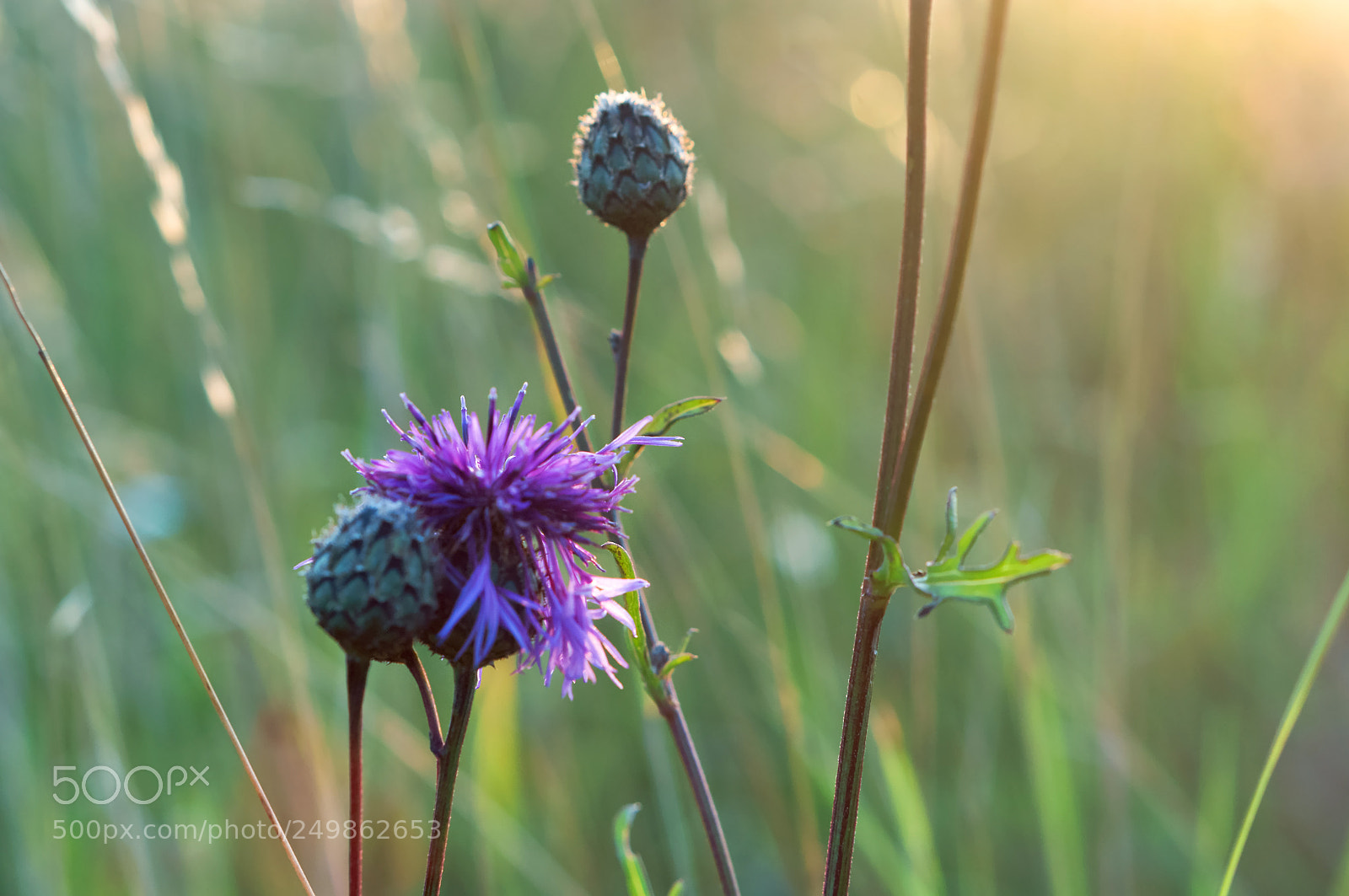 Sony Alpha NEX-3N sample photo. Field thistle flower, field photography