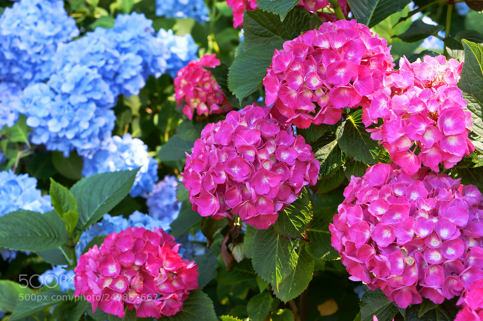 Sony Alpha NEX-3N sample photo. Hydrangea pink and cyan photography
