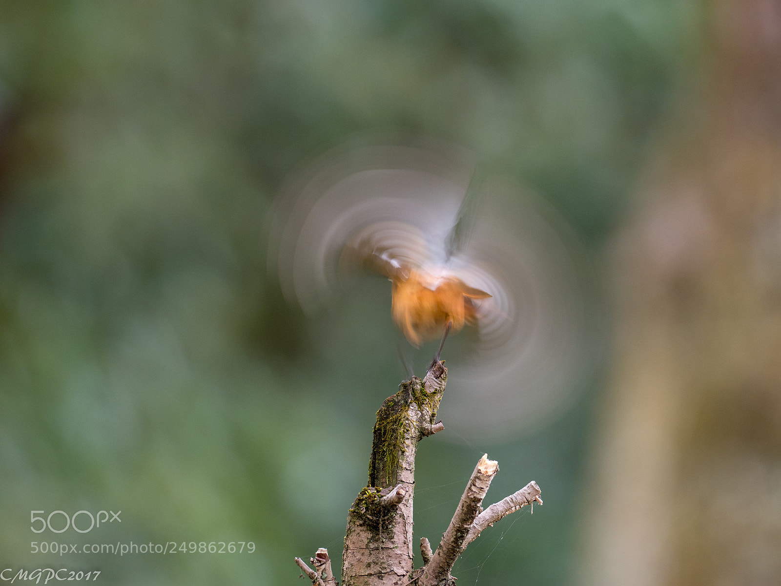 Olympus OM-D E-M1 Mark II sample photo. Daurian redstart take off photography