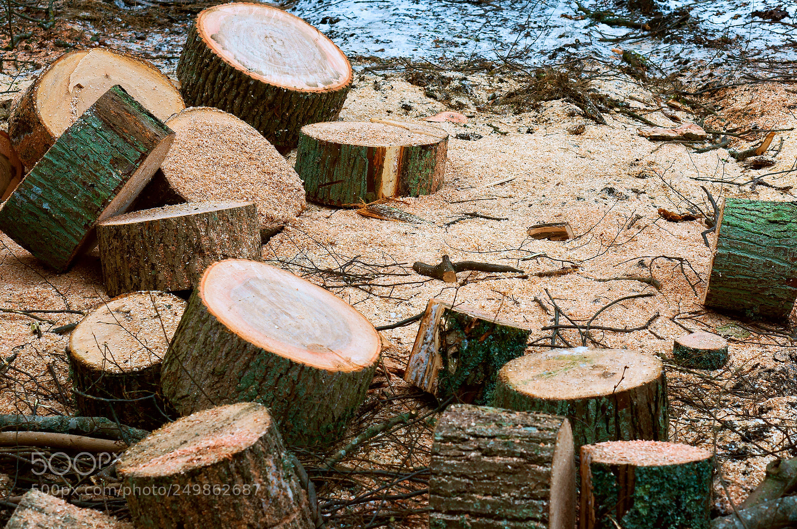 Sony Alpha NEX-3N sample photo. Felled trees, deforestation, stumps photography