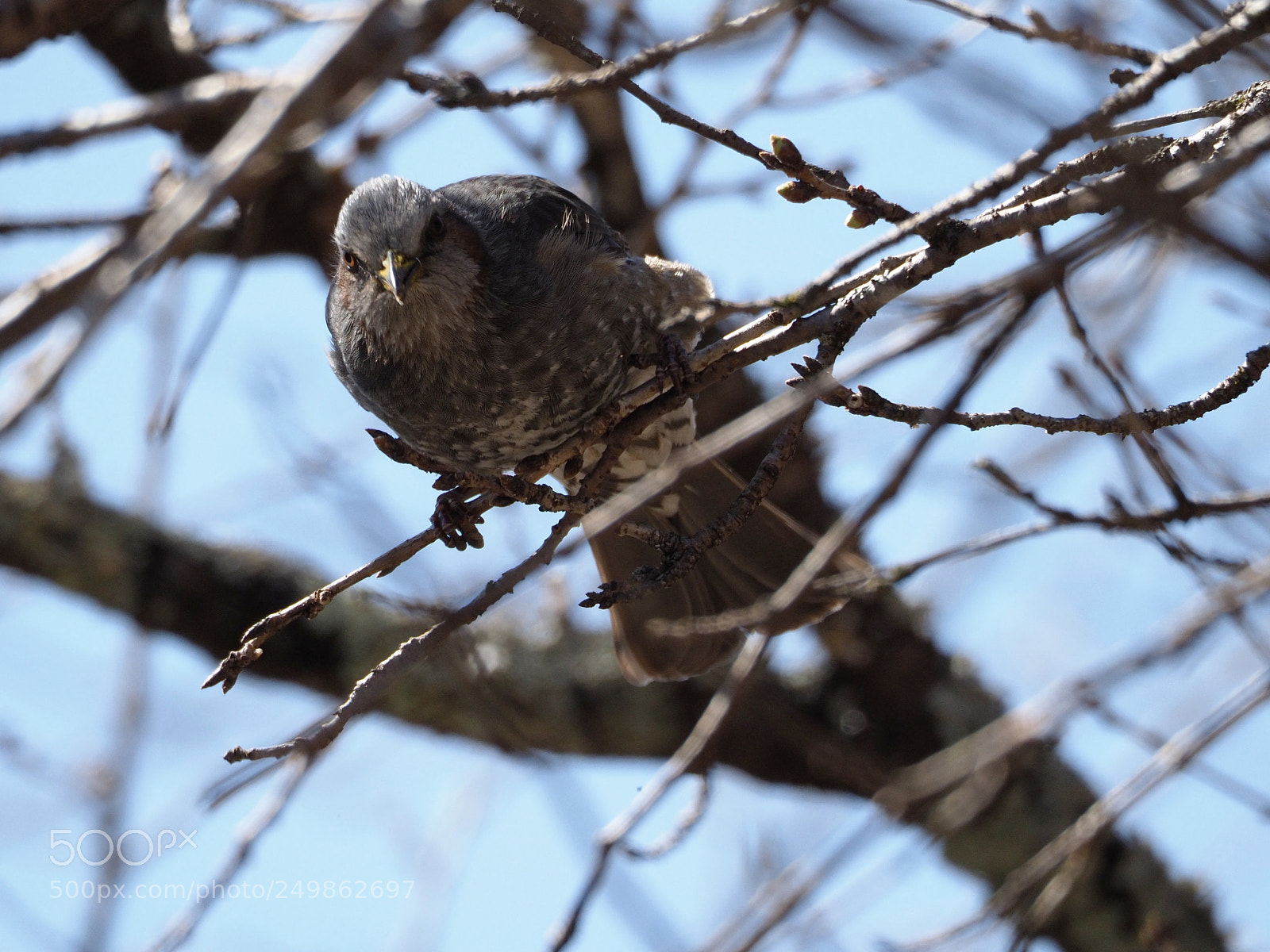 Olympus OM-D E-M1 Mark II sample photo. ヒヨドリ | hypsipetes amaurotis photography