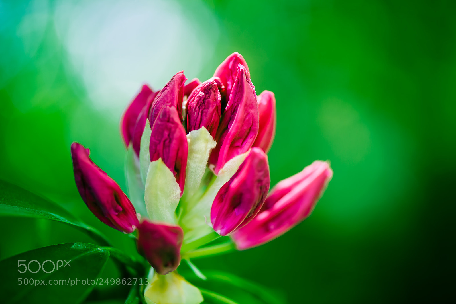 Nikon D800E sample photo. Bud red on green photography
