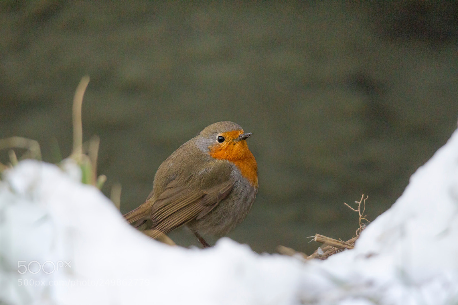 Canon EOS-1D Mark IV sample photo. Male robin sits in photography