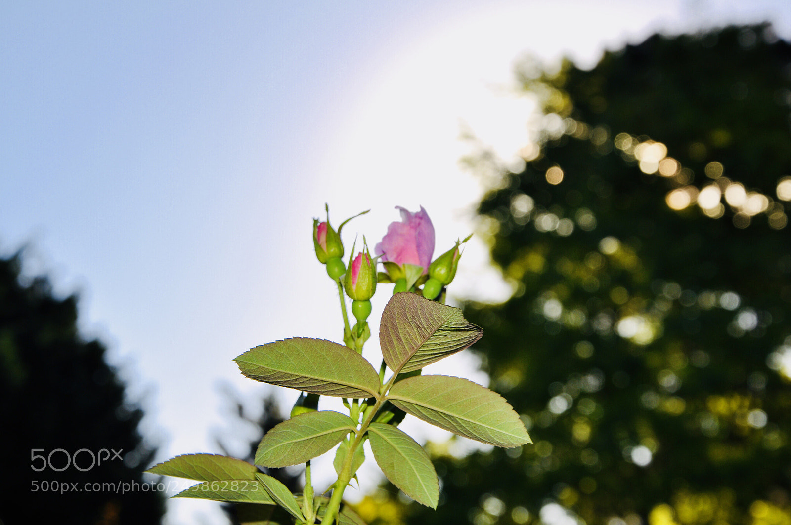 Nikon D90 sample photo. Flower buds photography
