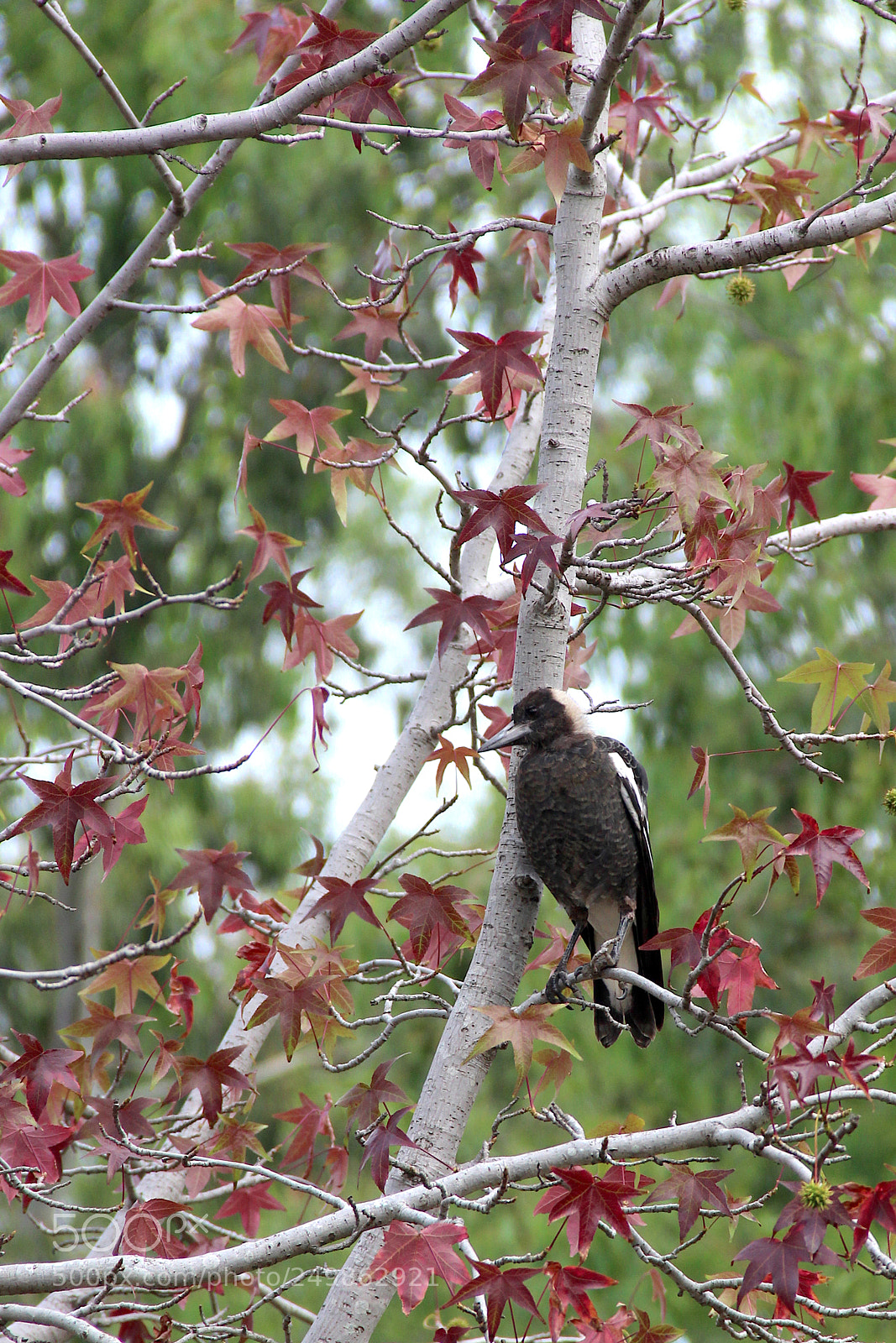 Canon EOS 600D (Rebel EOS T3i / EOS Kiss X5) sample photo. Magpie posing on tree photography