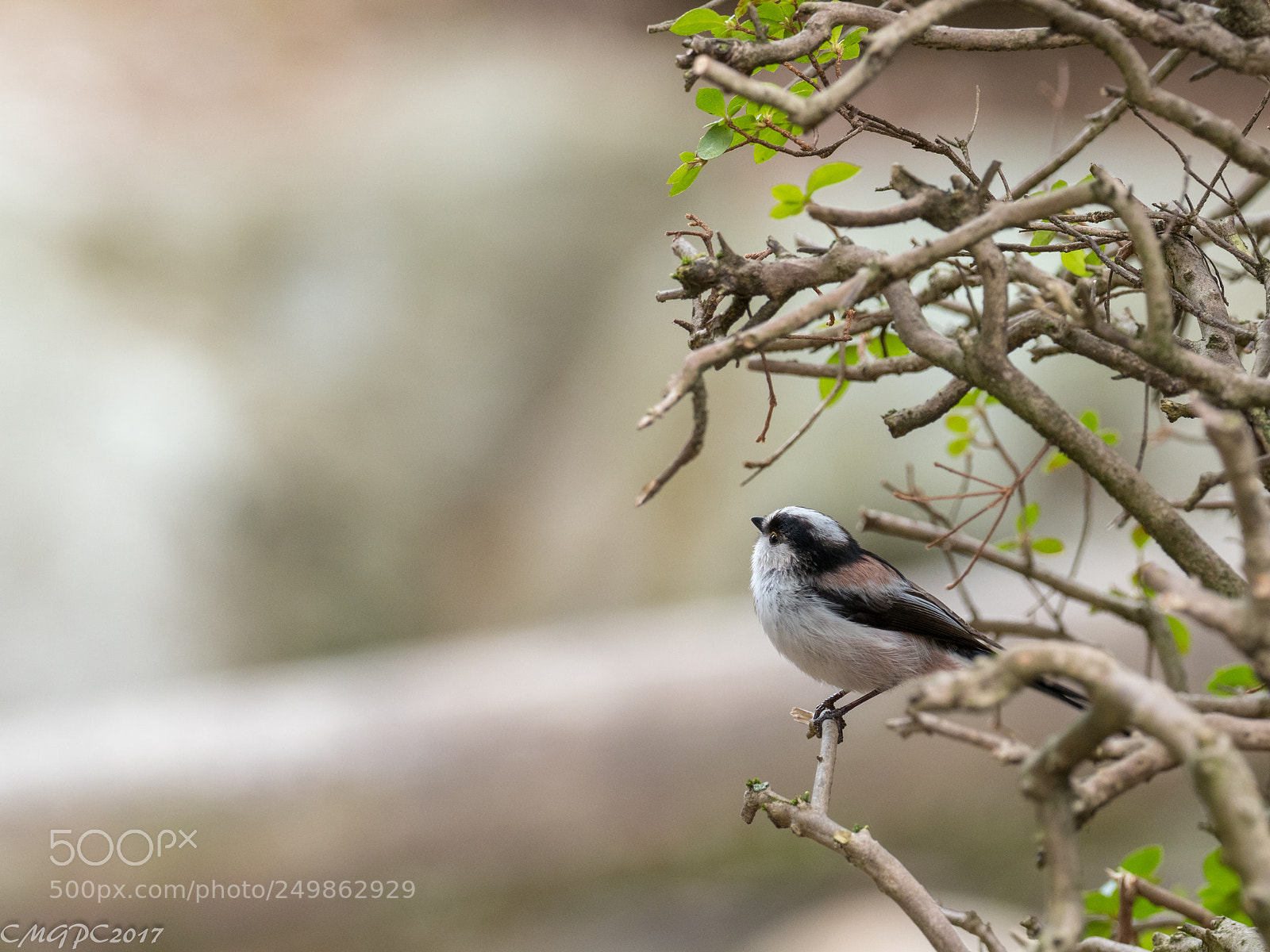 Olympus OM-D E-M1 Mark II sample photo. Long-tailed tit photography