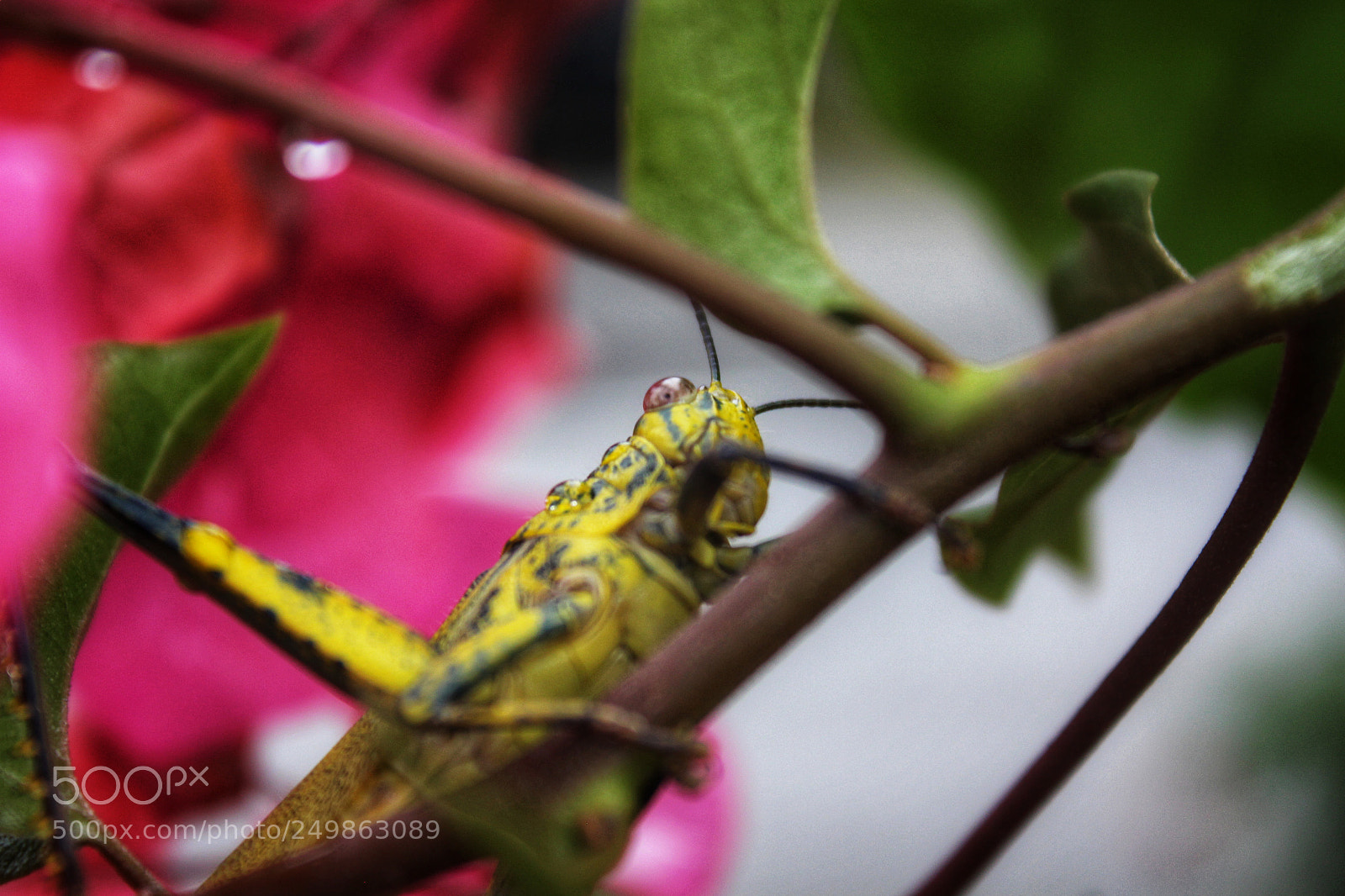 Canon EOS 650D (EOS Rebel T4i / EOS Kiss X6i) sample photo. Grasshopper photography