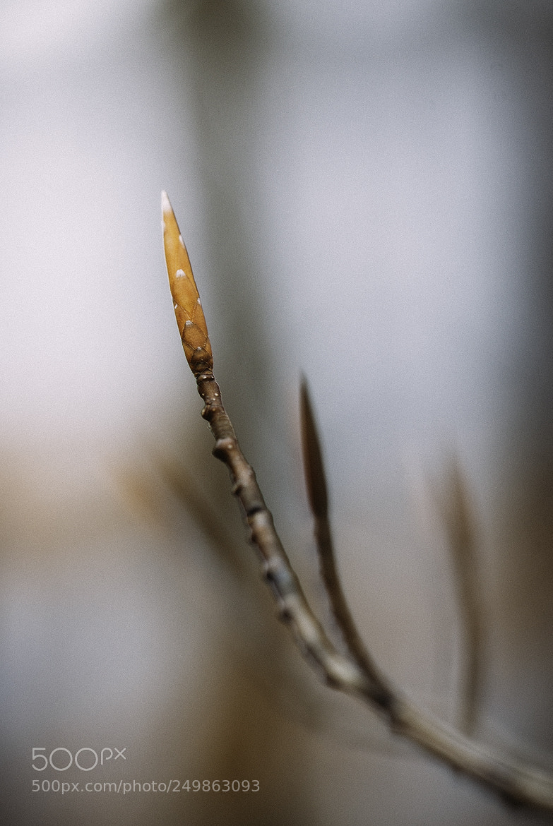 Nikon D600 sample photo. 180319 photography