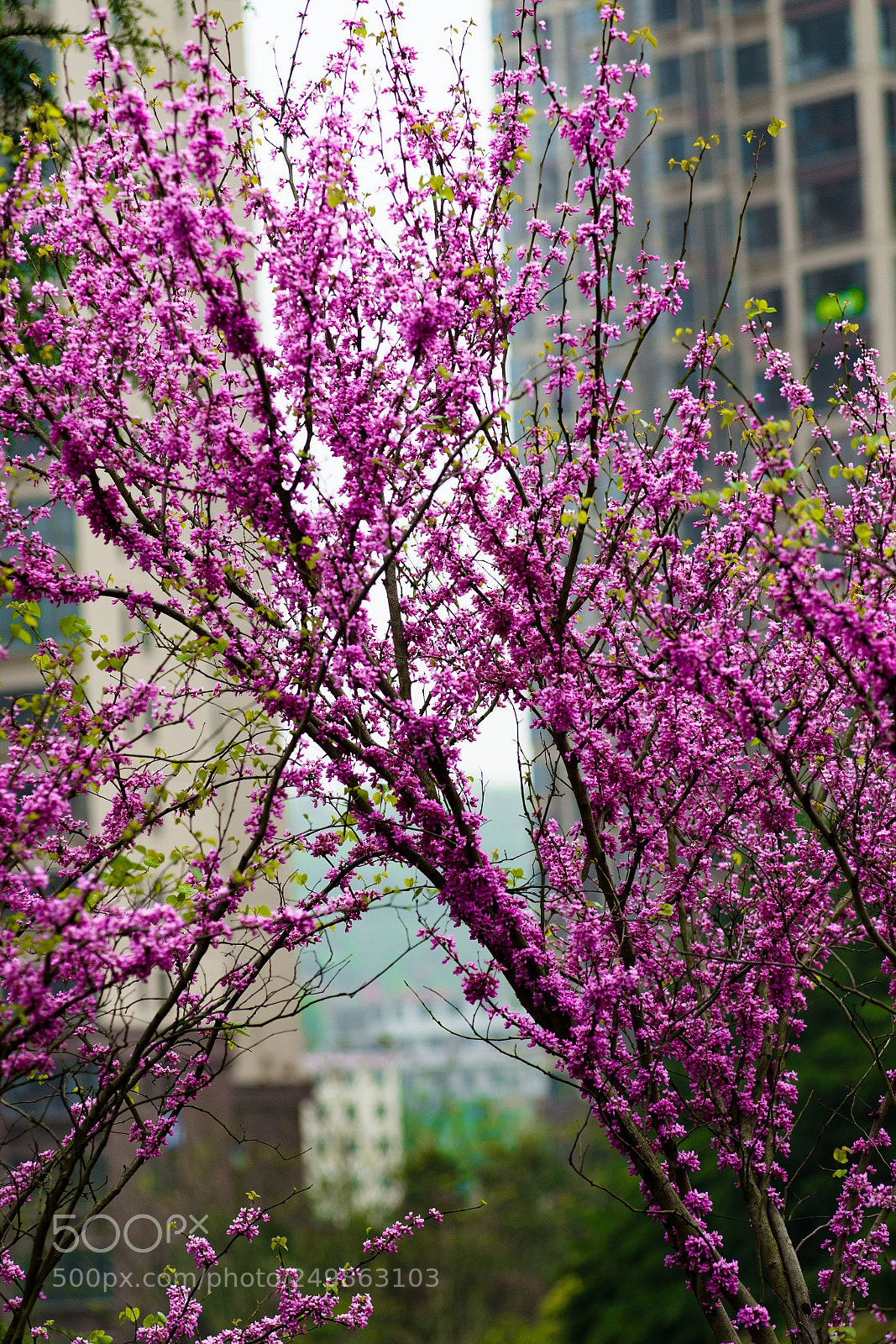Nikon D610 sample photo. 紫荆花bauhinia photography