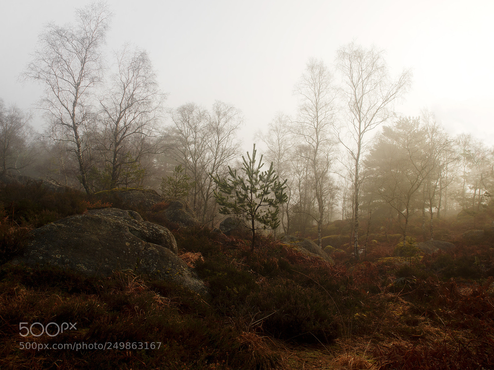 Nikon Df sample photo. Fontainebleau - xvi photography