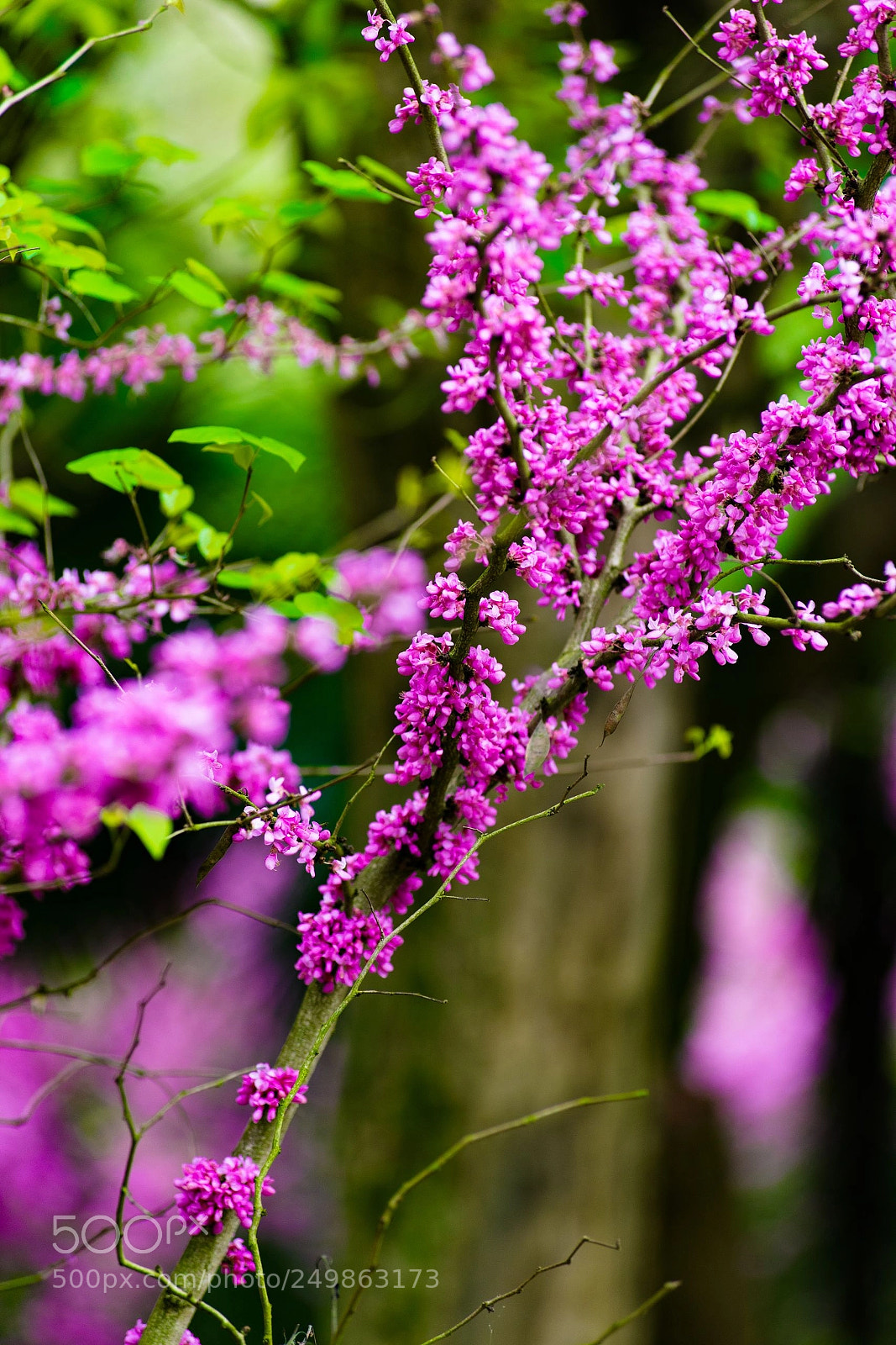 Nikon D610 sample photo. 紫荆花bauhinia photography