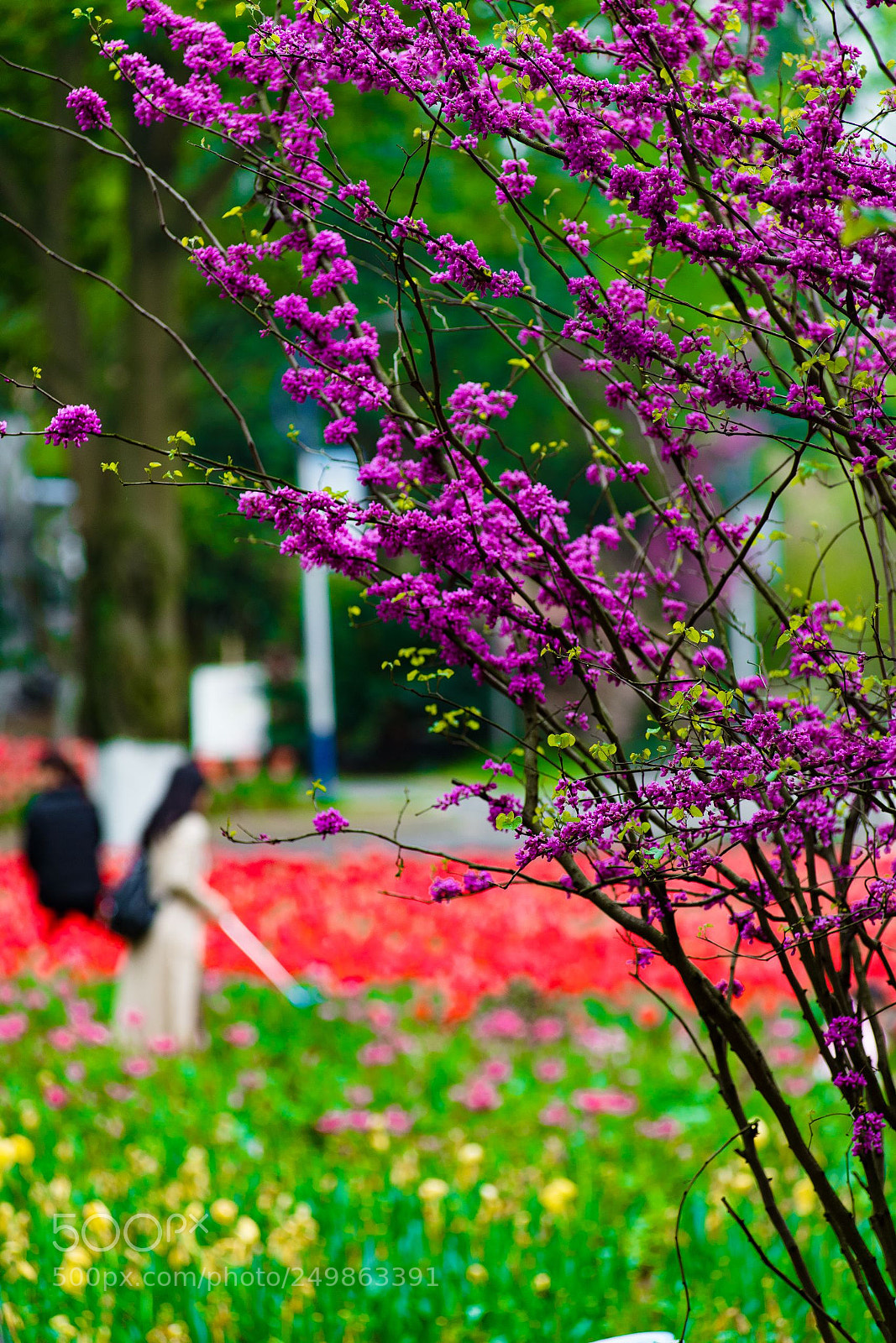Nikon D610 sample photo. 紫荆花bauhinia photography