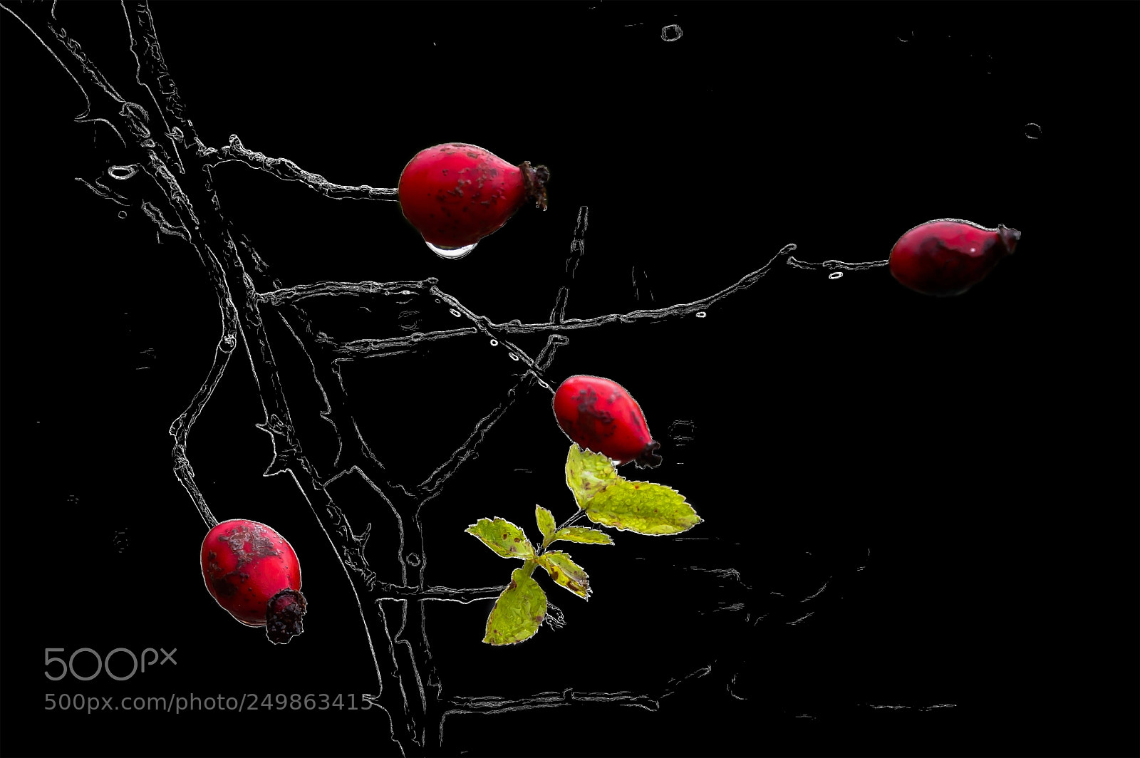 Nikon D3200 sample photo. Red and green photography
