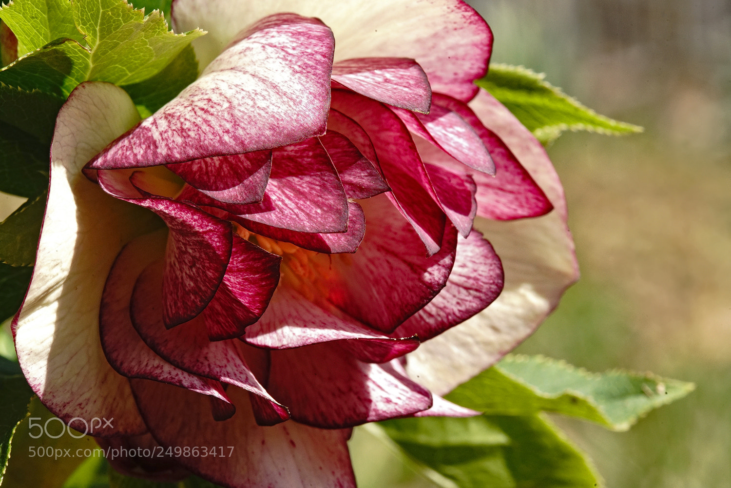 Sony a7R II sample photo. Pink hellebore photography