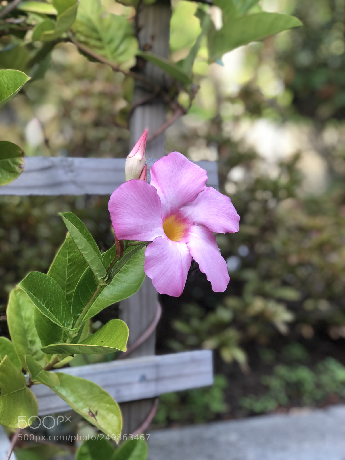 Apple iPhone 8 Plus sample photo. Untitled photography