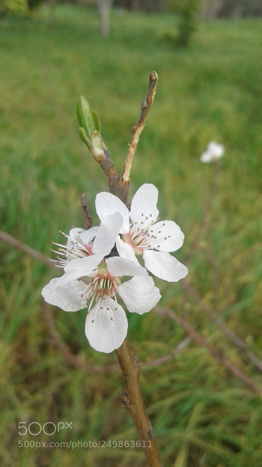 Samsung Galaxy J2 sample photo. Apricot blossom photography