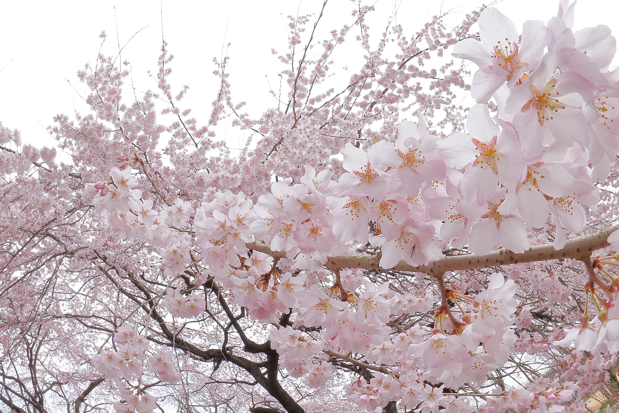 Canon EOS 200D (EOS Rebel SL2 / EOS Kiss X9) + Canon EF 8-15mm F4L Fisheye USM sample photo. 満開の枝下桜 img_0407 photography