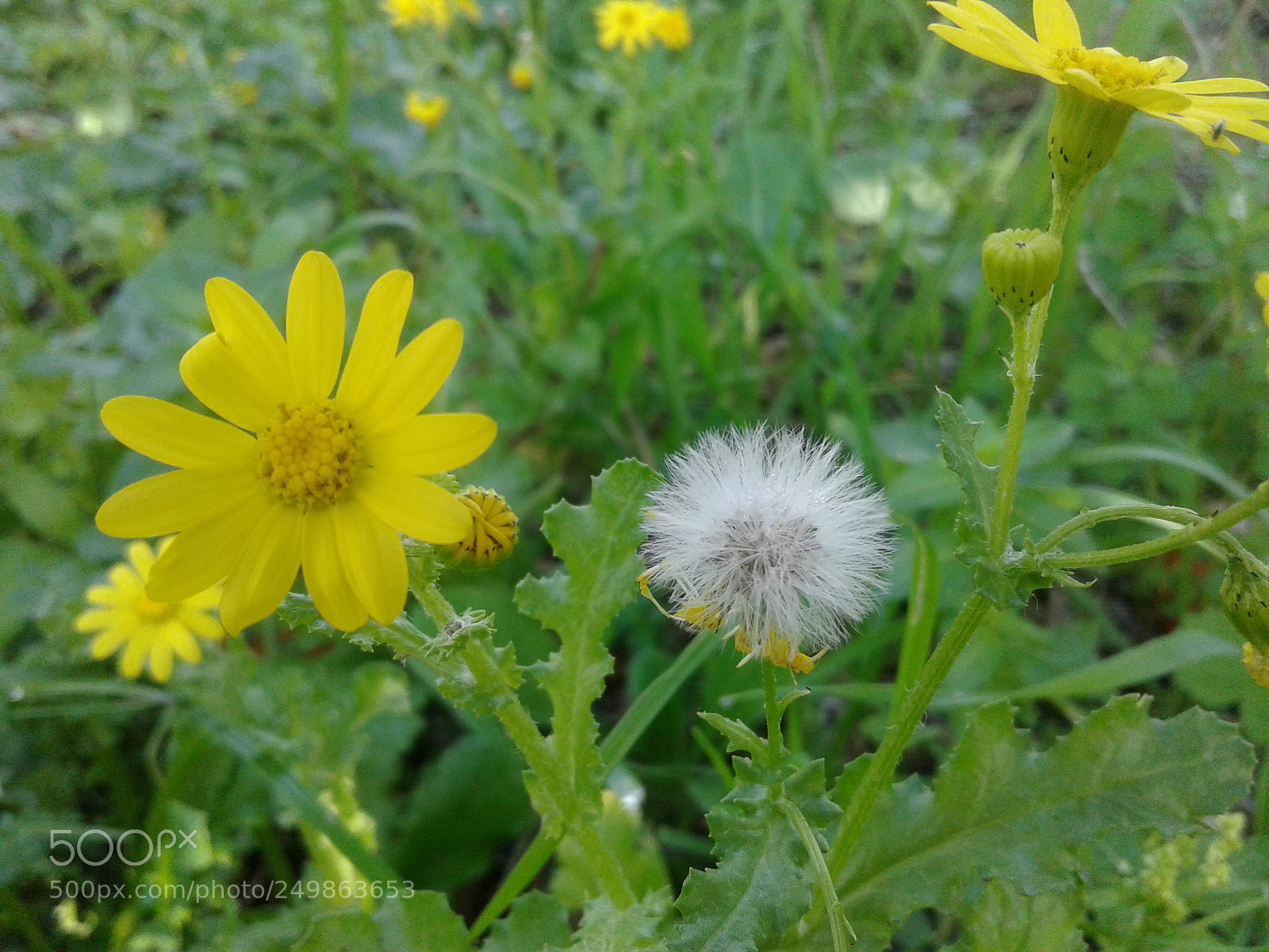 Samsung Galaxy J2 sample photo. Spring photography