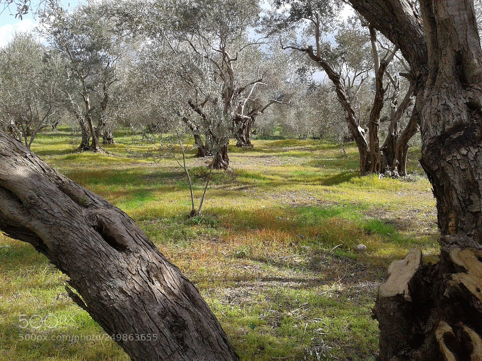 Samsung Galaxy J2 sample photo. Olive trees photography
