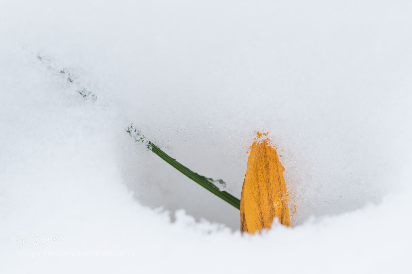 Nikon D850 sample photo. Yellow crocus trapped in photography