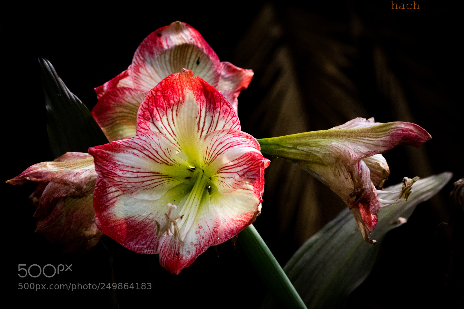 Nikon D5500 sample photo. Floral matrix photography