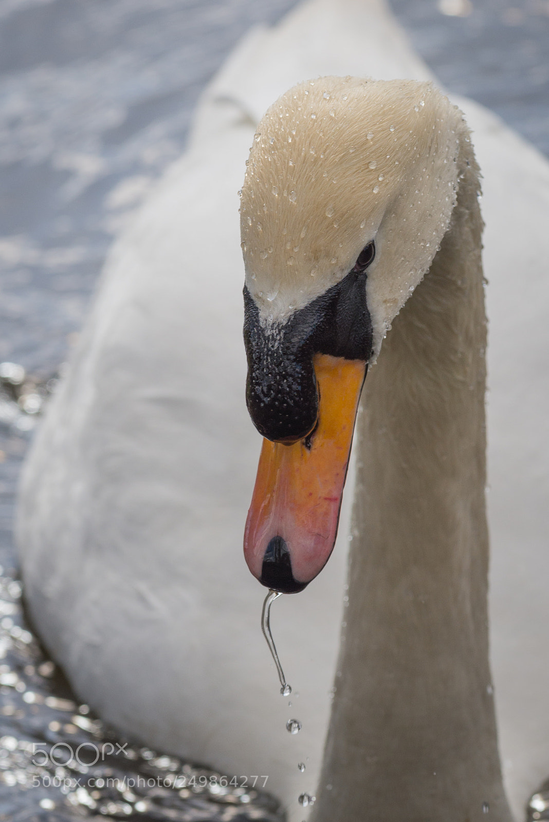 Nikon D610 sample photo. Swan photography