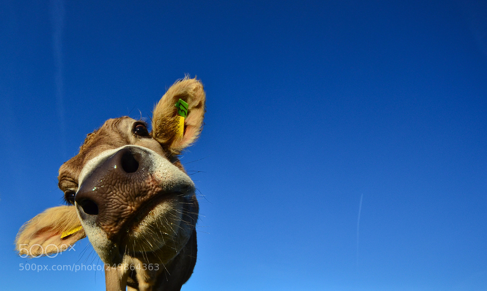 Nikon D7000 sample photo. Smile photography