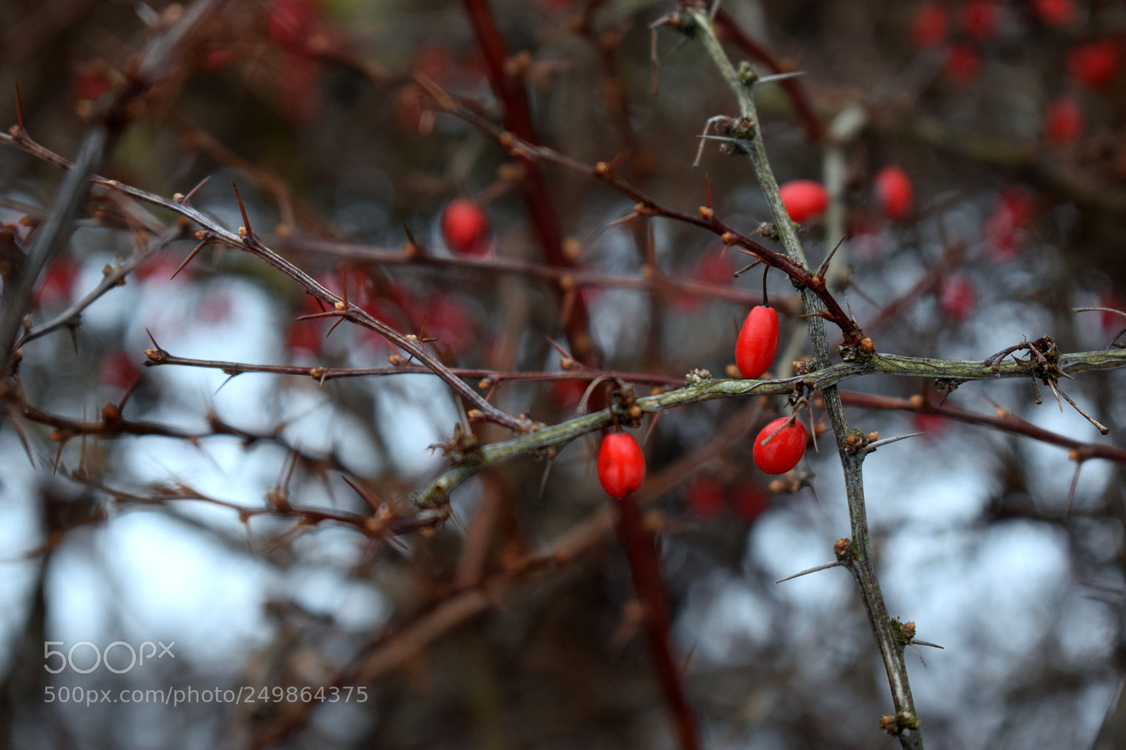 Nikon D3300 sample photo. Thorns photography