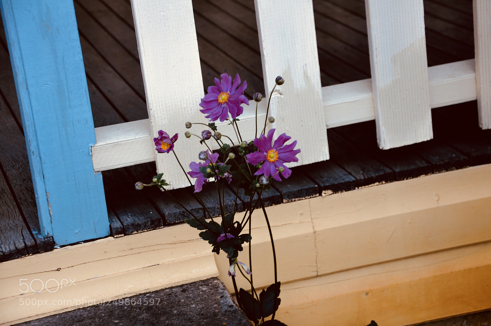 Nikon D90 sample photo. Purple flowers photography