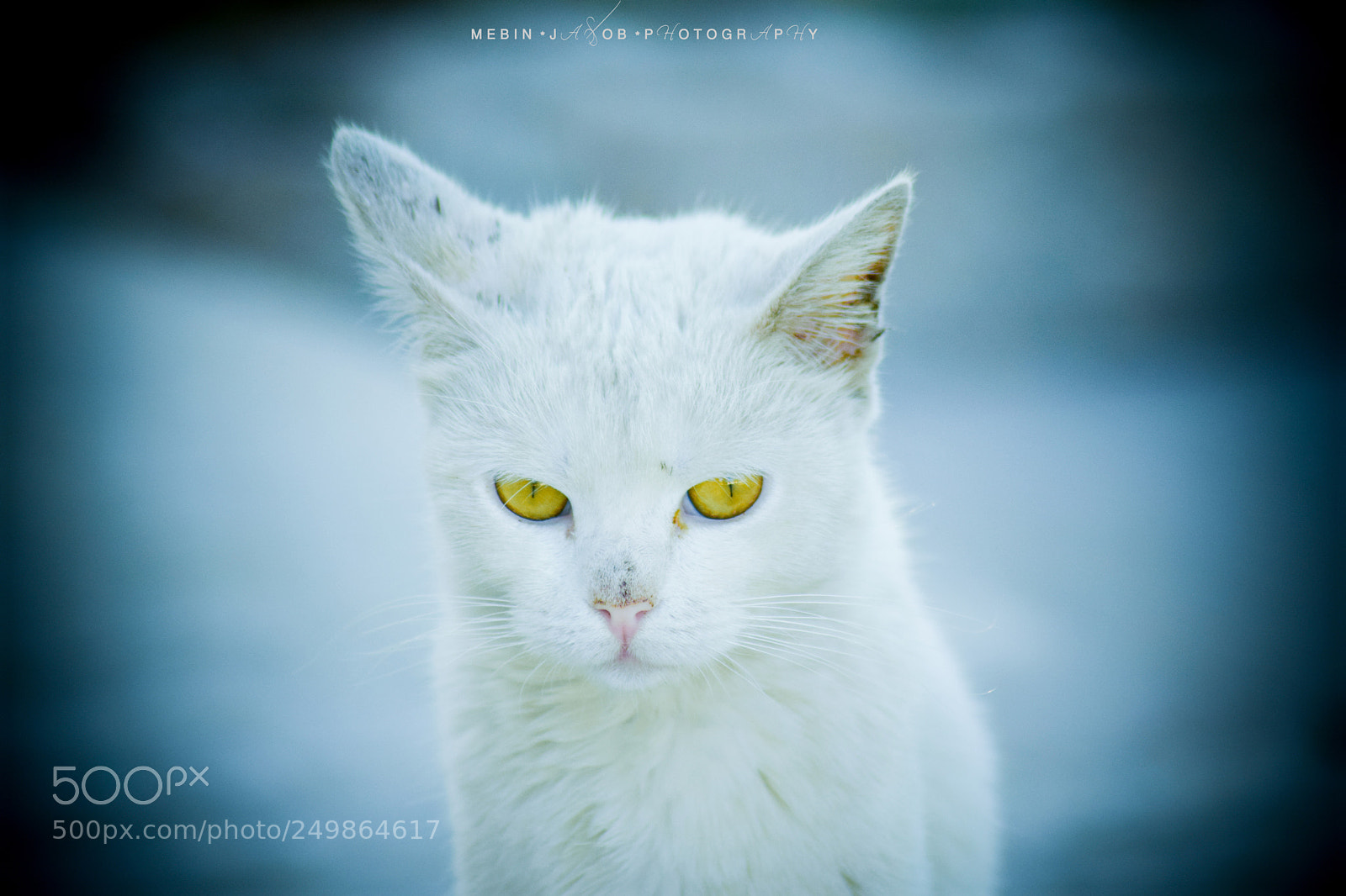 Nikon D5300 sample photo. Golden eye photography