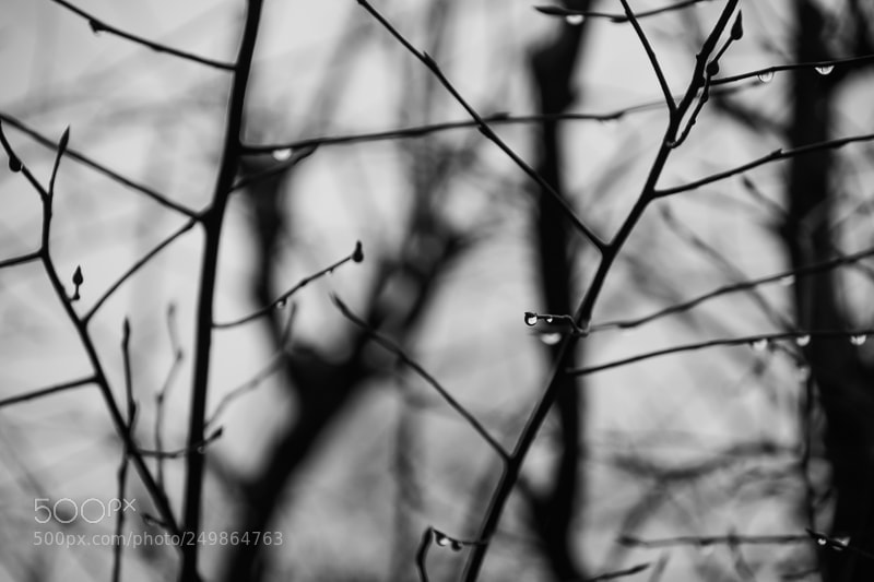 Nikon D5200 sample photo. Regentropfen ii photography