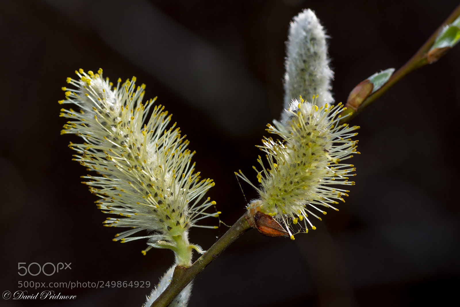 Nikon D7200 sample photo. Spring photography