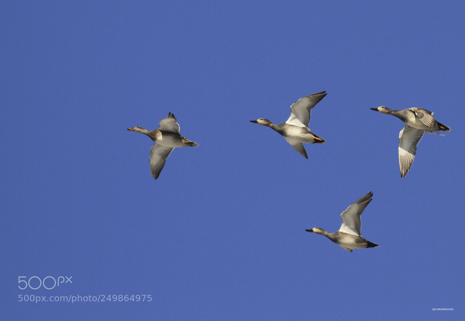 Canon EOS 7D sample photo. 野鸭wild duck photography