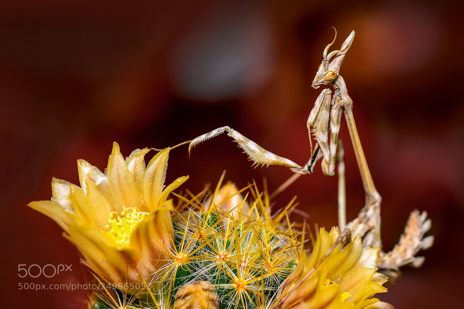 Nikon D7100 sample photo. Mantis photography
