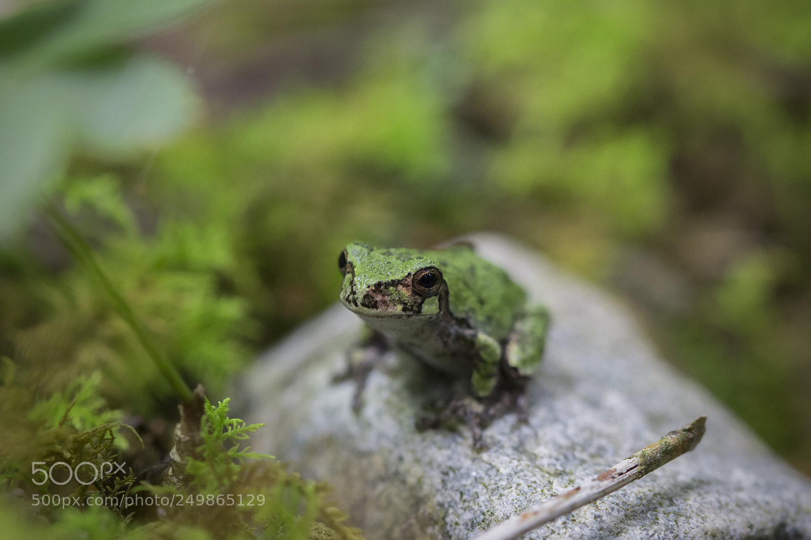 Canon EOS 60D sample photo. Gray treefrog photography