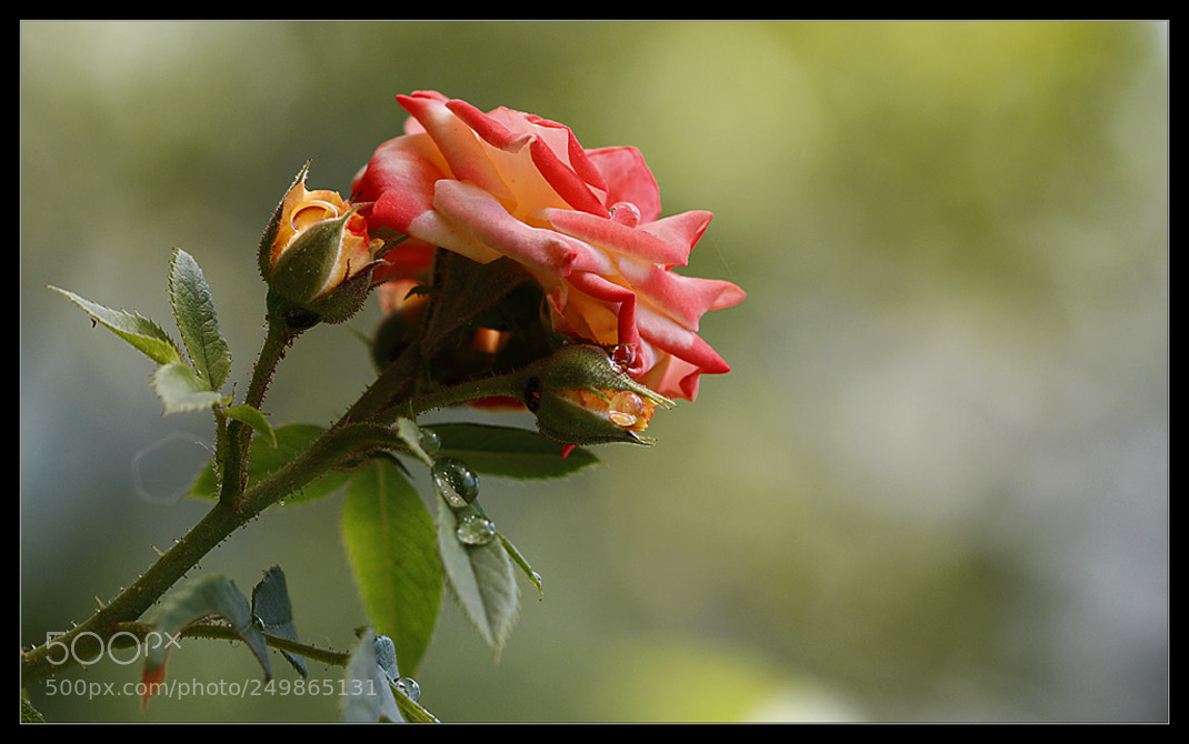 Canon EOS 450D (EOS Rebel XSi / EOS Kiss X2) sample photo. Beautiful rose... photography