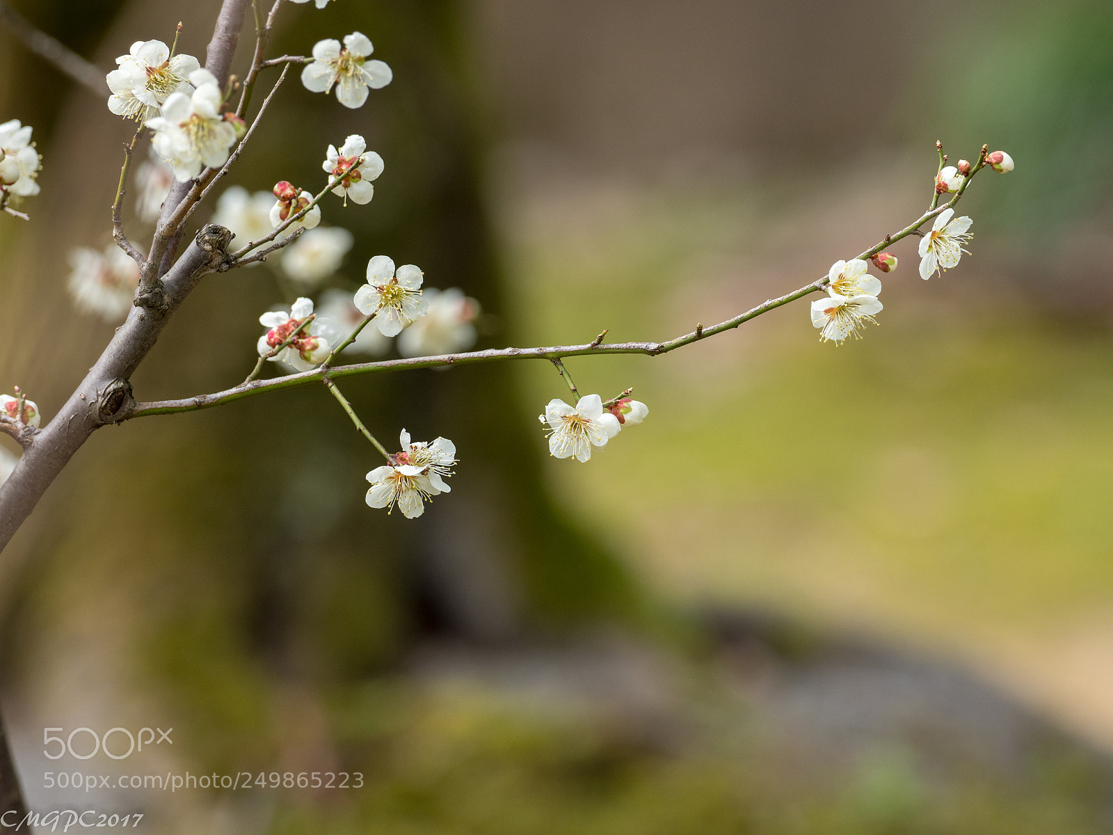 Olympus OM-D E-M1 Mark II sample photo. Flower and tree photography