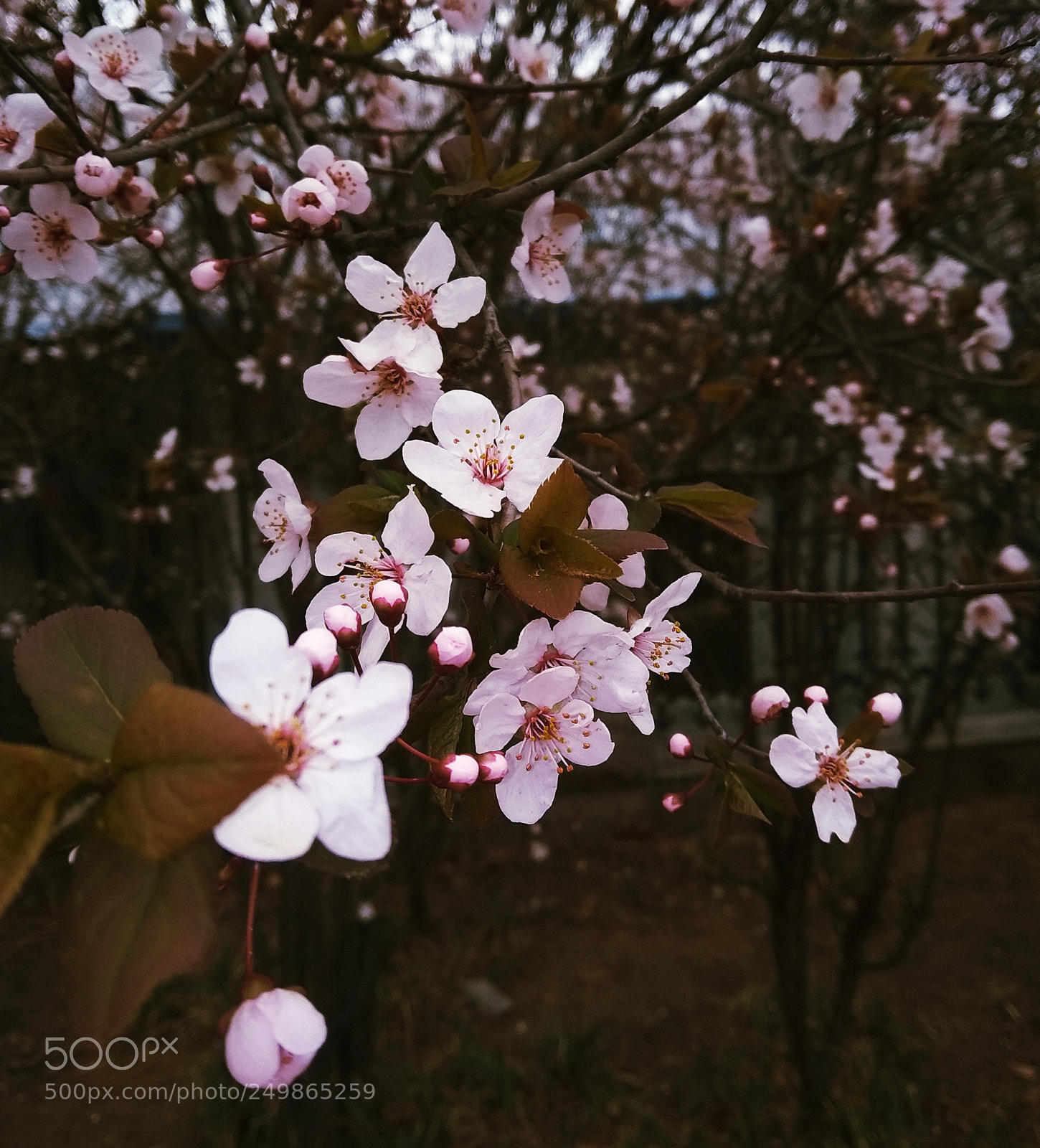 Xiaomi Redmi Note 5A sample photo. Untitled photography