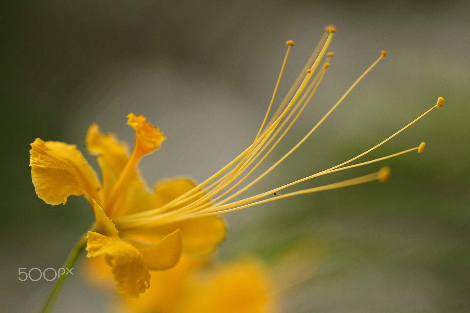 Canon EOS 7D + Canon EF 100mm F2.8L Macro IS USM sample photo. On the wire photography