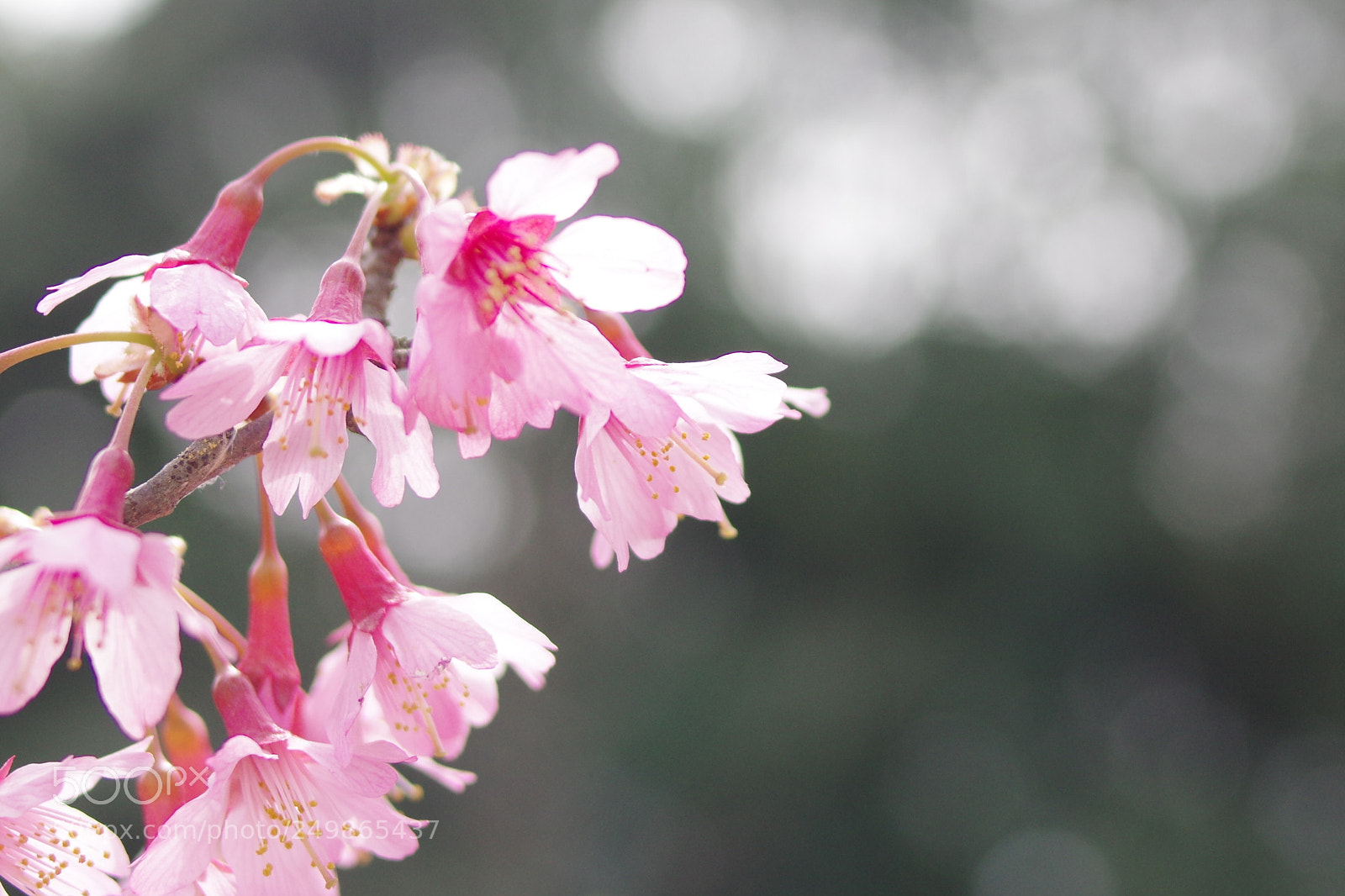 Pentax K-3 sample photo. “great times ! .........” photography