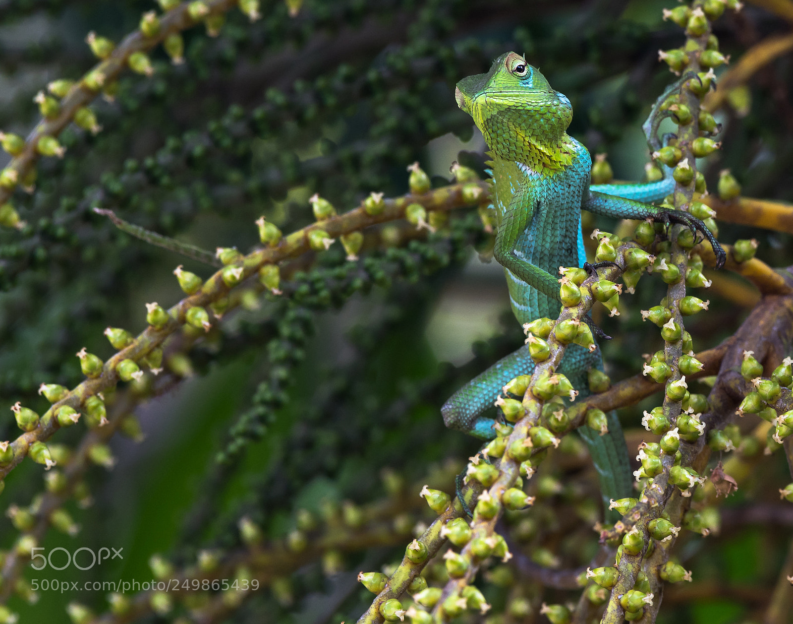 Nikon D810 sample photo. Chameleon hanging out in photography