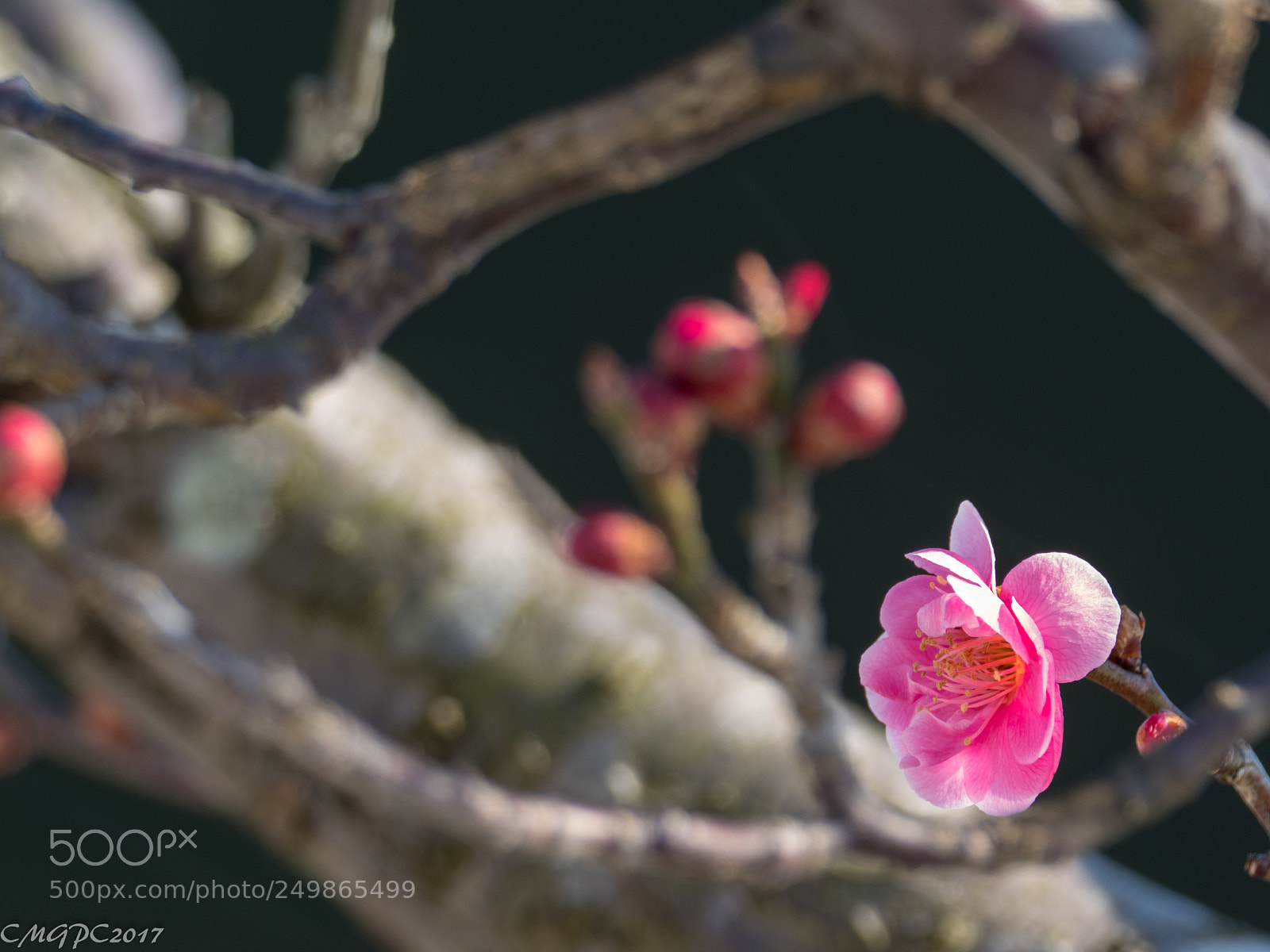 Olympus OM-D E-M1 Mark II sample photo. Flower photography