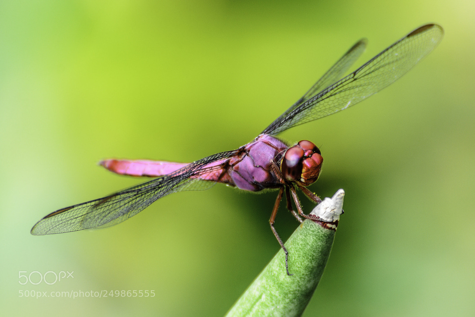 Nikon D7000 sample photo. Dragonfly photography