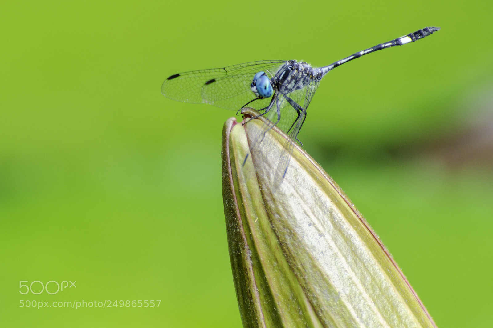 Nikon D7000 sample photo. Dragonfly photography